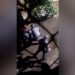PMs agridem homem já rendido em Paraisópolis