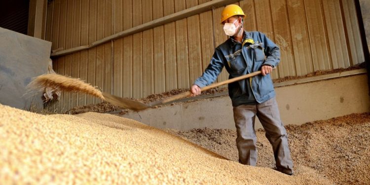 Um trabalhador despeja soja importada do Brasil em uma empresa de processamento em Binzhou, na província de Shandong, leste da China — Foto: Getty Images via AFP