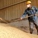 Um trabalhador despeja soja importada do Brasil em uma empresa de processamento em Binzhou, na província de Shandong, leste da China — Foto: Getty Images via AFP