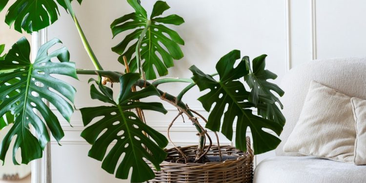 A Monstera, conhecida também como “costela-de-adão”, pode ser um esconderijo para baratas em casa — Foto: Freepik