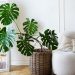 A Monstera, conhecida também como “costela-de-adão”, pode ser um esconderijo para baratas em casa — Foto: Freepik