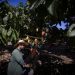 Victor Pires Monteiro colhe cacau em fazenda no Pará — Foto: Márcia Foletto