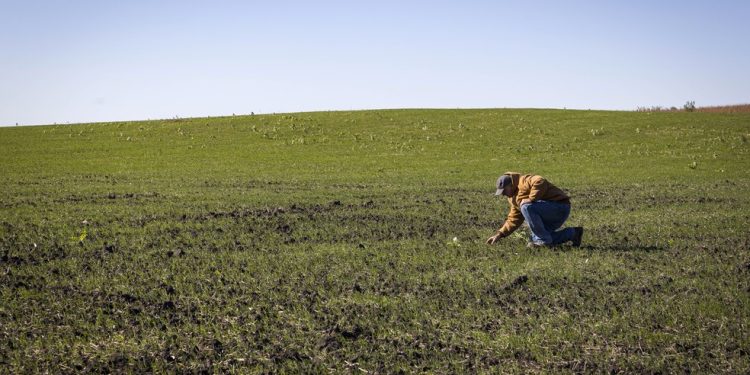 Fazendeiro examina plantação em sua propriedade produtora de soja — Foto: Kathryn Gamble/NYT