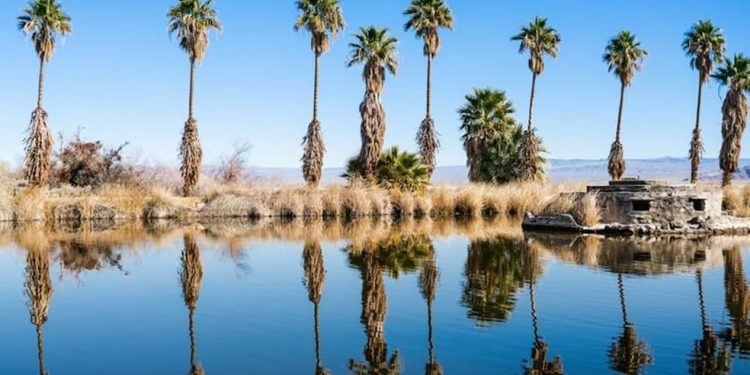 As palmeiras de Zzyzx ainda estão de pé no deserto de Mojave — Foto: Reprodução/Redes sociais