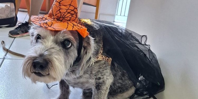 Tina Turner, schnauzer de nove anos, foi fantasiada de bruxa para desfile na clínica veterinária — Foto: Arquivo pessoal