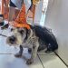 Tina Turner, schnauzer de nove anos, foi fantasiada de bruxa para desfile na clínica veterinária — Foto: Arquivo pessoal