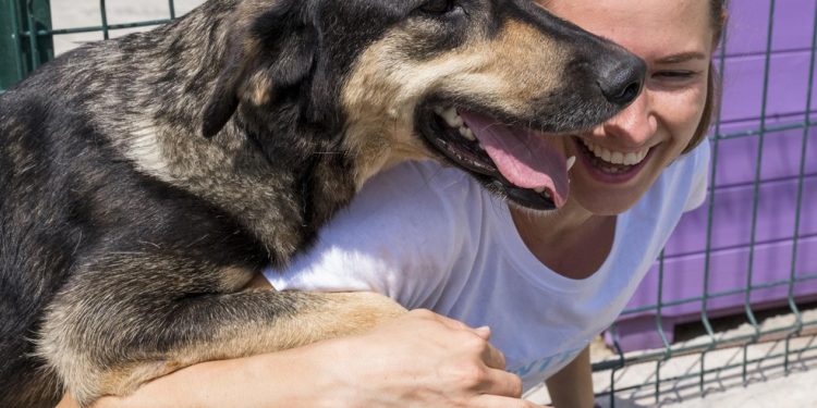Como os cães conseguem perceber doenças antes de seus dono — Foto: Freepik