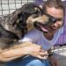 Como os cães conseguem perceber doenças antes de seus dono — Foto: Freepik