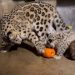 Momento fofo: filhote de leopardo nos EUA brinca pela primeira vez com abóbora e viraliza