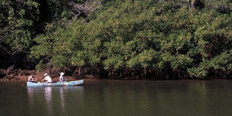 Manguezal do Rio Piraquê-Açu, no Espírito Santo — Foto: Divulgaçao