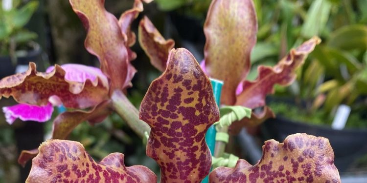 Orquídeas enfeitam os bairros de Niterói, principalmente Icaraí — Foto: Divulgação/Serginho Melo