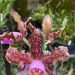 Orquídeas enfeitam os bairros de Niterói, principalmente Icaraí — Foto: Divulgação/Serginho Melo