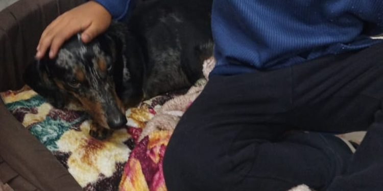 O menino Caio, cujo cachorro da família, Fred, foi um dos animais que fugiu em meio à confusão, mas depois voltou — Foto: Reprodução