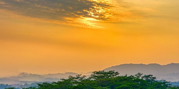 Aposta para a COP30: Entenda o que é o Fundo Florestas Tropicais para Sempre