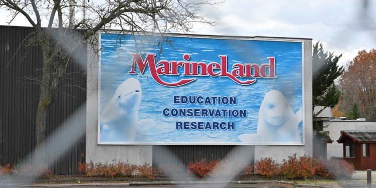 Um cartaz do Marineland, na entrada agora fechada do parque, é visto através de uma grade — Foto: DAPHNE LEMELIN / AFP