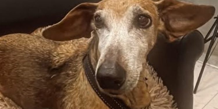 Cadelinha Xena, de 13 anos, foi agredida por passeador no Leblon — Foto: Arquivo pessoal
