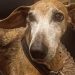 Cadelinha Xena, de 13 anos, foi agredida por passeador no Leblon — Foto: Arquivo pessoal