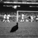 Segundo urubu jogado no Maracanã, em jogo do Fla contra o Vasco, no dia 8 de junho de 1969 — Foto: Arquivo/Agência O GLOBO