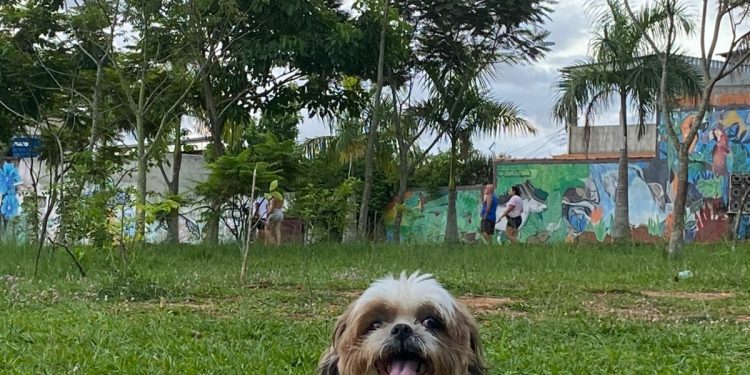 Cresce procura por cremação de pets no Rio