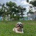 Cresce procura por cremação de pets no Rio