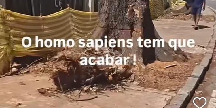 Amendoeiras são cortadas na Pontes Lúcio Costa — Foto: Reprodução/Instagram