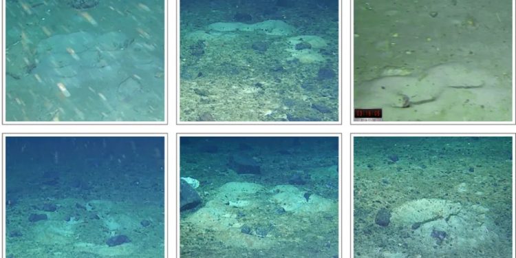 Pesquisadores que buscavam lendário navio registraram padrões geométricos formados por centenas de ninhos de peixes no fundo do oceano — Foto: Michelle Taylor/Expedição Marítima Weddell 2019