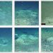 Pesquisadores que buscavam lendário navio registraram padrões geométricos formados por centenas de ninhos de peixes no fundo do oceano — Foto: Michelle Taylor/Expedição Marítima Weddell 2019