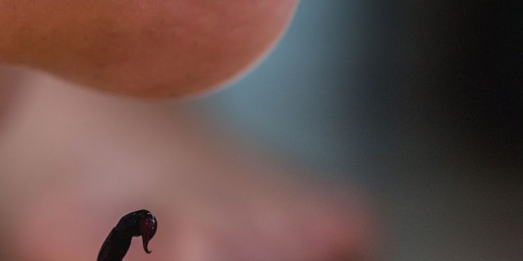 Foi picado por um escorpião? Saiba quais são os sinais e o que não fazer