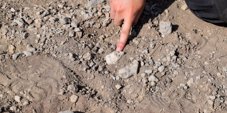 Esta imagem, divulgada pelo Instituto de Origens Humanas da Universidade do Estado do Arizona, mostra parte da mandíbula juvenil do Australopithecus deyiremeda, um parente antigo do ser humano, descoberta na região de Afar, na Etiópia, no solo antes de ser recolhida — Foto: STEPHANIE MELILLO / INSTITUTO DE ORIGENS HUMANAS DA UNIVERSIDADE DO ESTADO DO ARIZONA / AFP