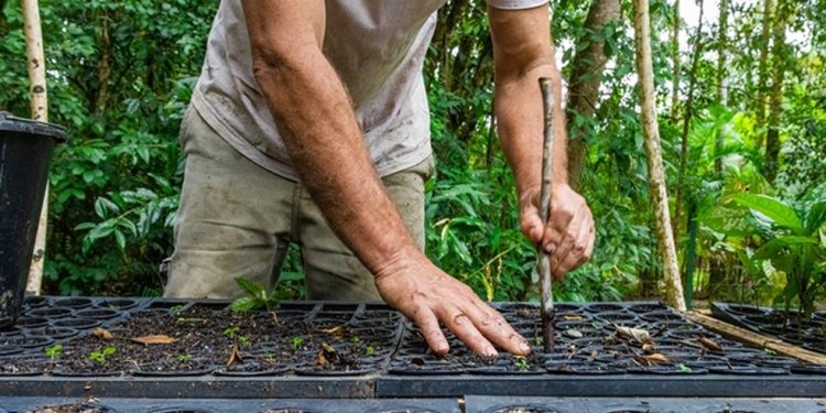 Já a parceria com a Sociedade de Pesquisa em Vida Selvagem e Educação Ambiental (SPVS) assegura a gestão e o manejo em 25 hectares de florestas na Reserva Natural das Águas. — Foto: Divulgação