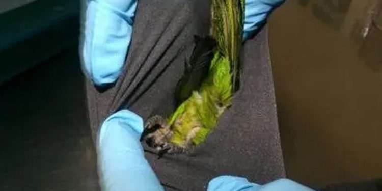 Ave recuperada de homem que tentava entrar irregularmente com animal nos Estados Unidos partindo do México — Foto: Departamento de Justiça dos EUA