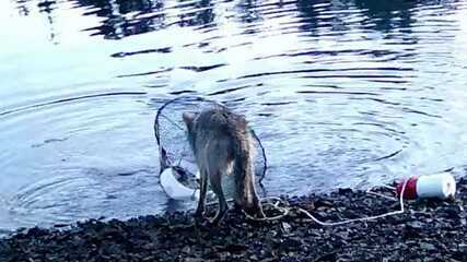 Lobo na Colúmbia Britânica surpreende pesquisadores ao manipular armadilha de caranguejo