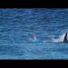Mick Fanning foi atacado por tubarão em 2015 — Foto: Reprodução