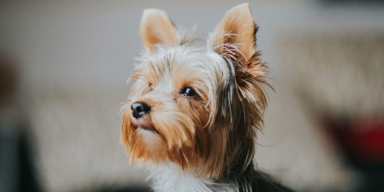 Yorkshire terrier — Foto: Unsplash