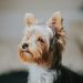 Yorkshire terrier — Foto: Unsplash