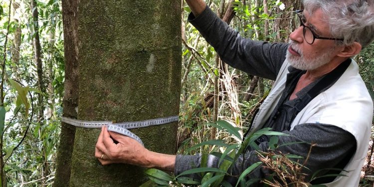 O exemplar octogenário do Faveiro-da-Mata foi encontrado em Valença, na unidade de conservação administrada pelo Instituto Estadual do Ambiente — Foto: Fernando Fernandes
