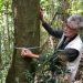 O exemplar octogenário do Faveiro-da-Mata foi encontrado em Valença, na unidade de conservação administrada pelo Instituto Estadual do Ambiente — Foto: Fernando Fernandes