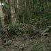 Câmera flagra onça-parda mãe e seus filhotes em Petrópolis