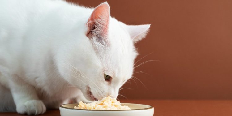 Veja quais são os aspectos que devem ser considerados antes de encher a tigela dos felinos — Foto: Freepik