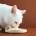 Veja quais são os aspectos que devem ser considerados antes de encher a tigela dos felinos — Foto: Freepik