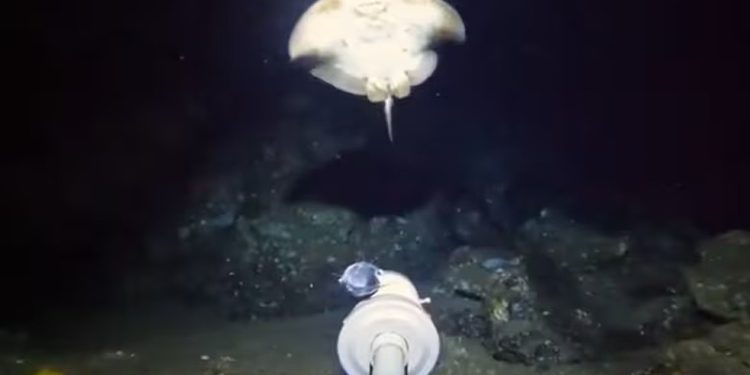 Barny Dillarstone é muito popular no YouTube por seus vídeos subaquáticos — Foto: Captura de tela/Redes sociais