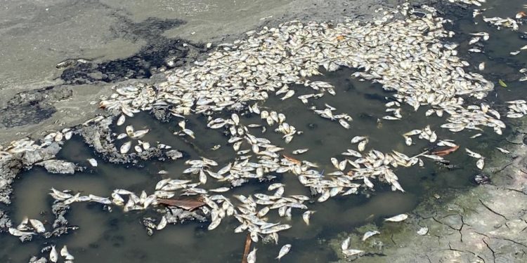 Os peixes ainda não haviam sido removidos até a última quarta-feira — Foto: Filipe Bias