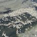 Os peixes ainda não haviam sido removidos até a última quarta-feira — Foto: Filipe Bias