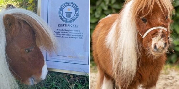 Certificado de menor cavalo do mundo — Foto: Guinness World Records