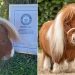 Certificado de menor cavalo do mundo — Foto: Guinness World Records