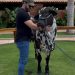 Murilo Huff segue tendência de estrelas sertanejas no agronegócio — Foto: Reprodução Instagram