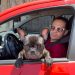 O servidor público Ariano Silva ganhou fama por atuar como motorista de aplicativo com seu bulldog francês Bruce nas ruas de Teresina — Foto: Arquvio pessoal