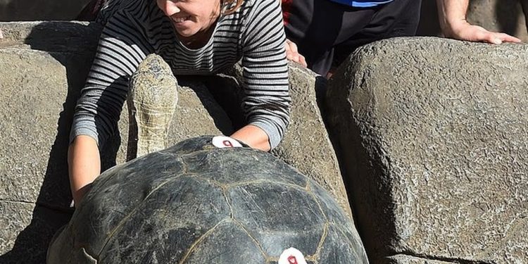 A vovó era adorada tanto pelos visitantes do zoológico quanto pelos funcionários — Foto: AFP