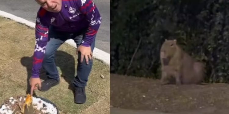 Prefeito Luiz Antonio Furlani Filho e uma capivara que habita a região do viaduto Alexandre Fisher — Foto: Reprodução