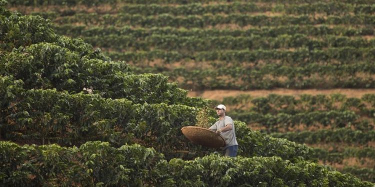 Produtores de café no Brasil estão otimistas em relação ao possível relaxamento das tarifas sobre o produto nos EUA — Foto: Márcia Foletto/Agência O Globo